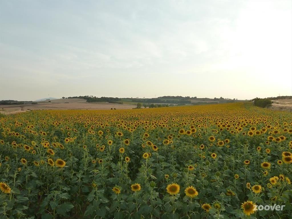 Agriturismo Il Canto Della Gallina Villastrada (Umbria) Exterior foto